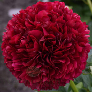 'Red Grace'