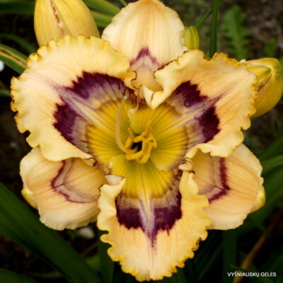 Solomon‘s Sunrise (2)