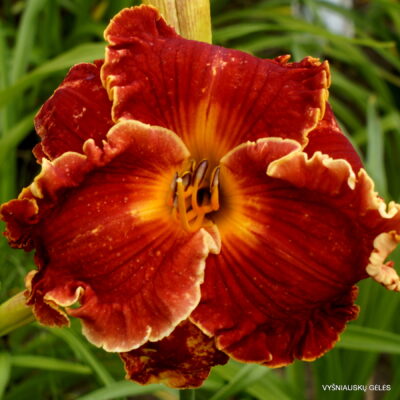 Spacecoast Francis Busby