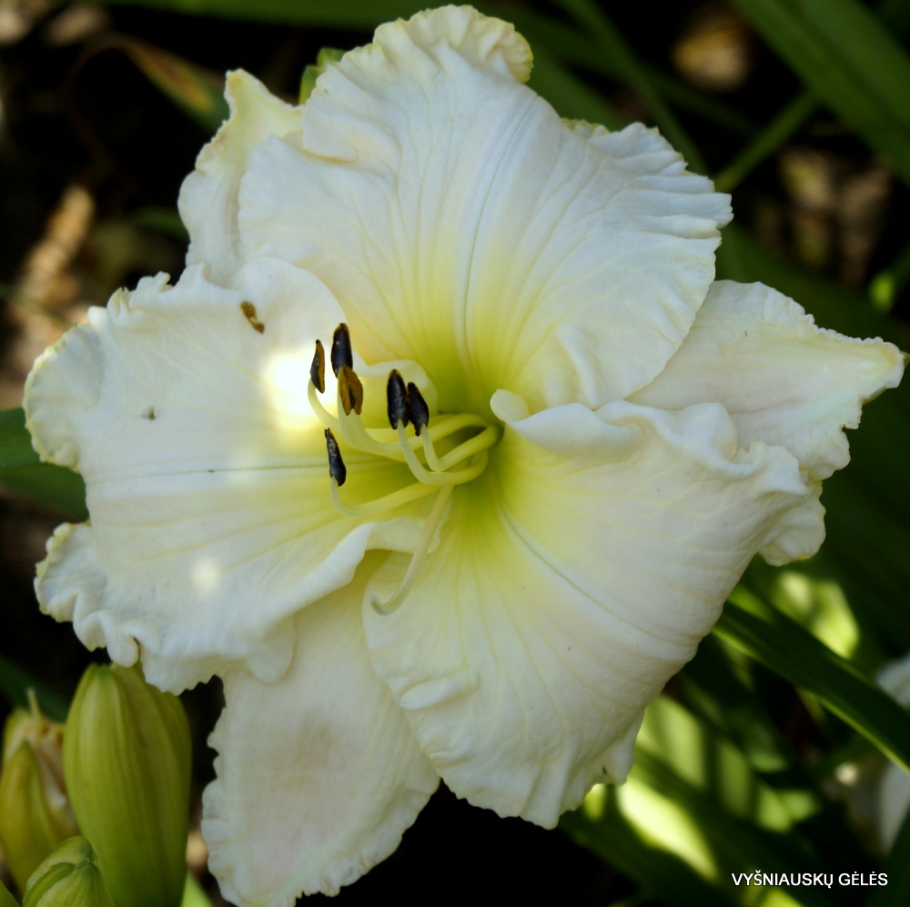 Spacecoast White Frosting (2)