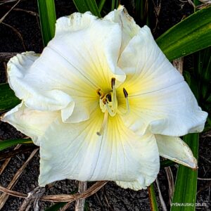 Spacecoast White Frosting