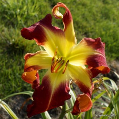 The Blood is the Life (2)