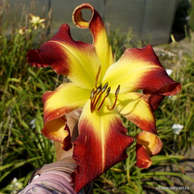 The Blood is the Life (3)