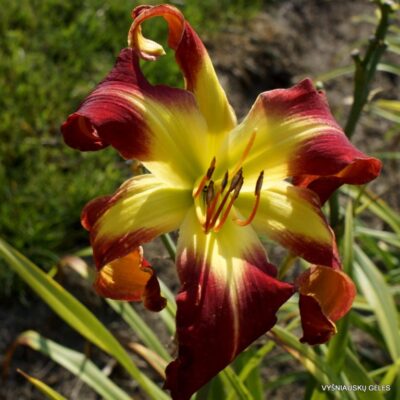 The Blood is the Life