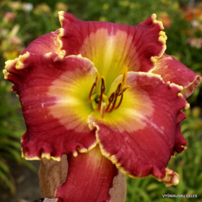 The Sweetest Candy The Sweetest Candy