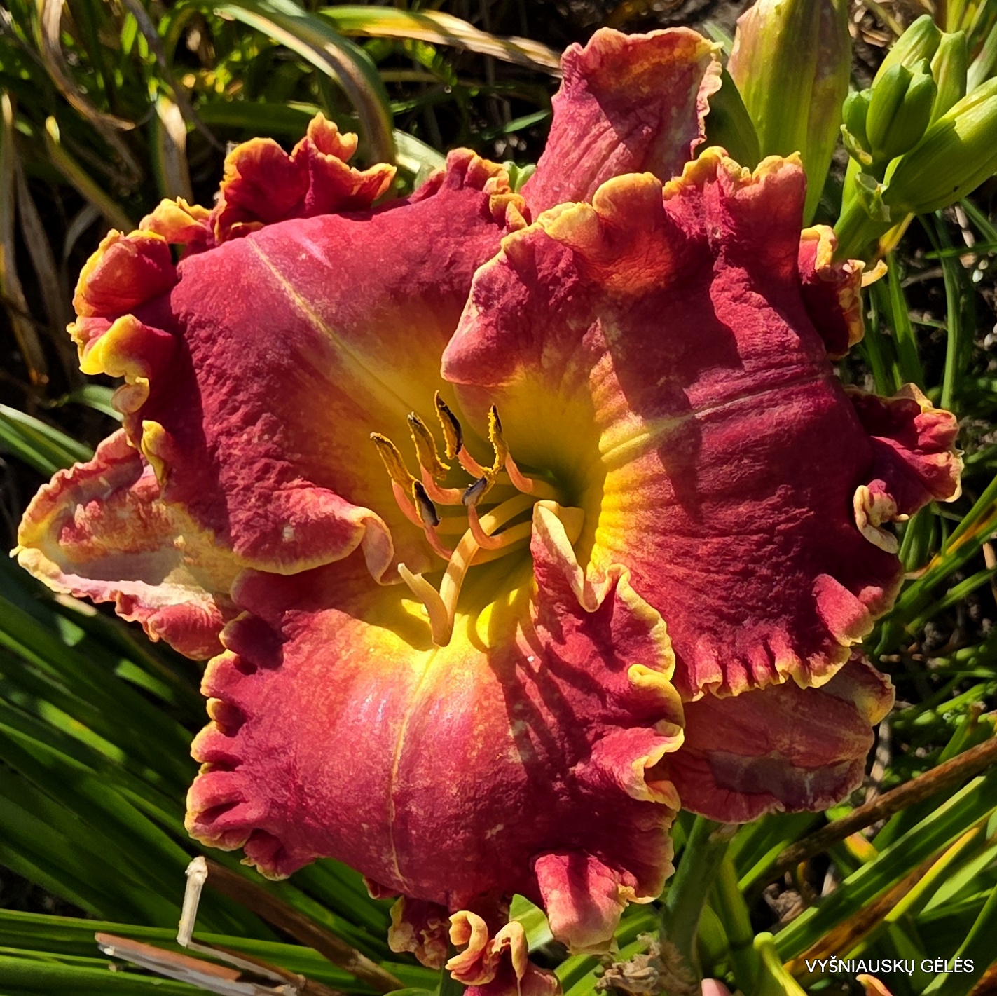 The Sweetest Candy (2)