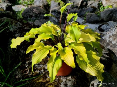 Valley’s Pavlova (2)