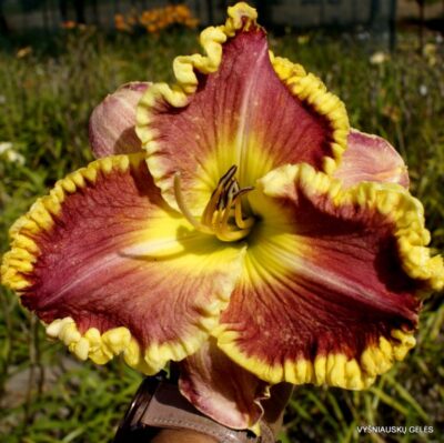 Westbourne Falling in Love