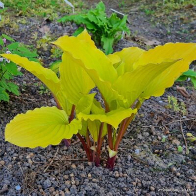 melsvė 'Fruit Punch'