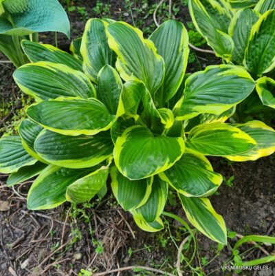 melsvė Lakeside Slick Chick