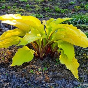 melsvė Lipstick Blonde (2)