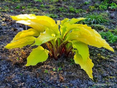 melsvė Lipstick Blonde (2)