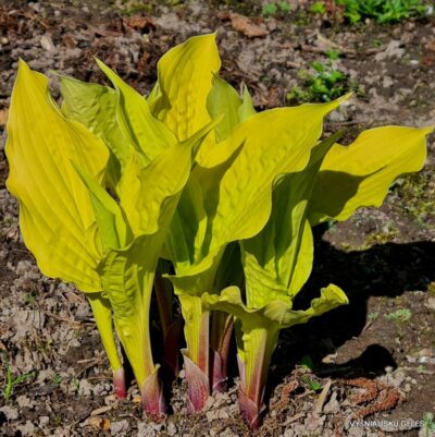 melsvė Lipstick Blonde
