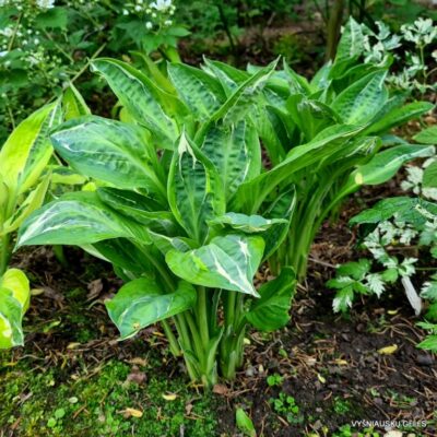 melsvė Moulin Rouge (2)