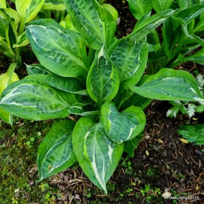 melsvė Moulin Rouge