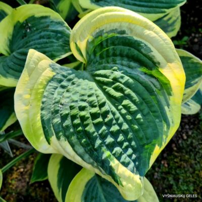 melsvė Mount Tom (2)