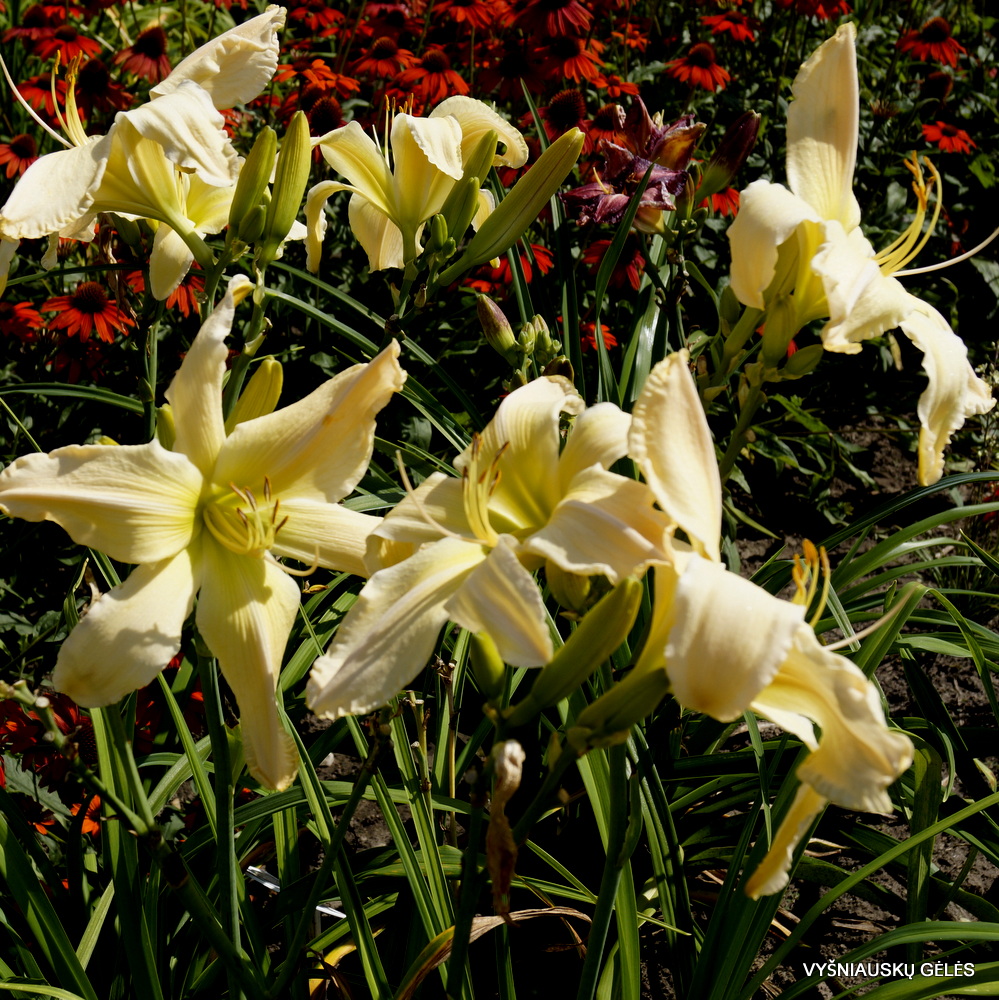 'Mr Obvious' - Vyšniauskų gėlės