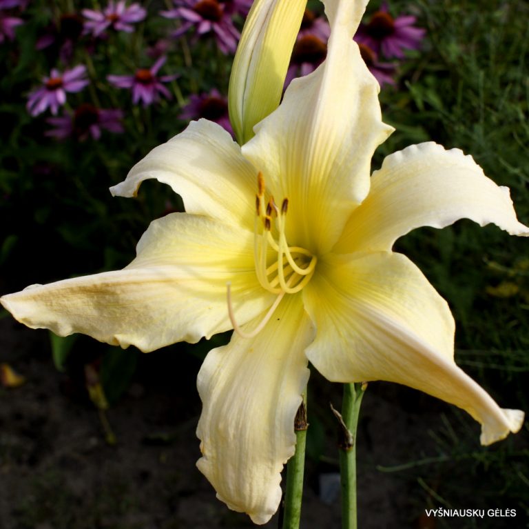 'Mr Obvious' - Vyšniauskų gėlės