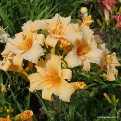 viendienė Apricot Angel