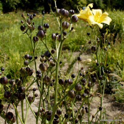 viendienė Berlin Vesp (2)