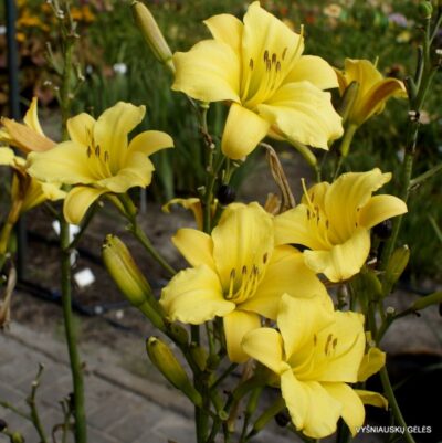 viendienė Berlin Vesp