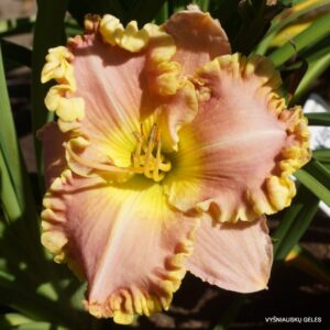 viendienė Best Edge