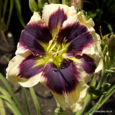 viendienė Blue Eyed Peacock (2)