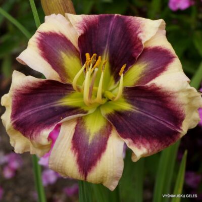 viendienė Blue Eyed Peacock