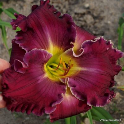 viendienė Blue Eyed Susan (2)