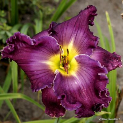 viendienė Blue Eyed Susan