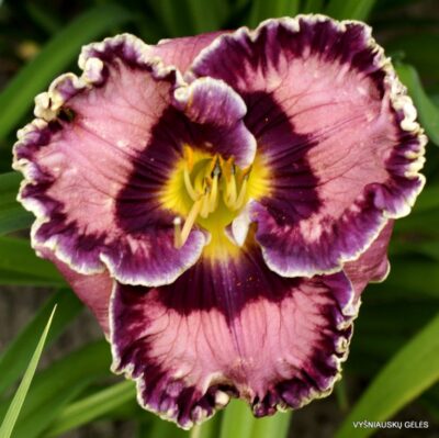 viendienė Born in California