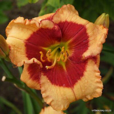 viendienė Cajun Sunshine (2)