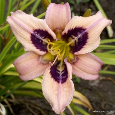 viendienė Creative Design