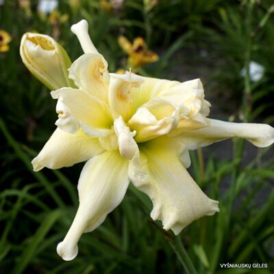 viendienė Fluttering Beauty (2)