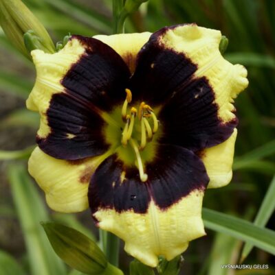 viendienė Frank‘s Black Eyed Susan