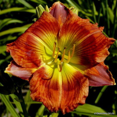 viendienė Green Sunburst (2)