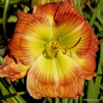 viendienė Green Sunburst (2)