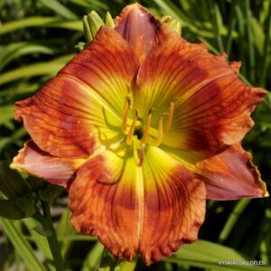 viendienė Green Sunburst