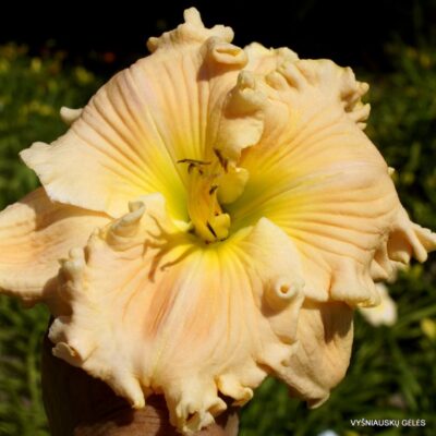 viendienė Have a Cigar (2)