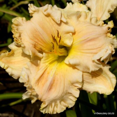 viendienė Have a Cigar