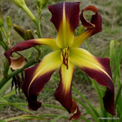 viendienė Heavenly Purple Twister
