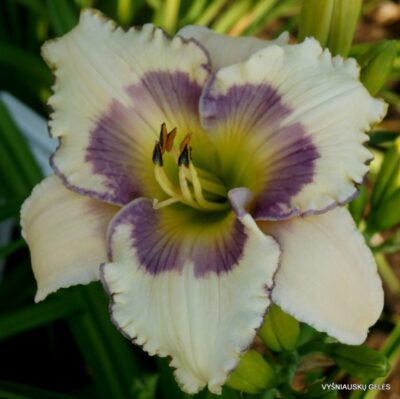 viendienė Ivory Finesse (2)