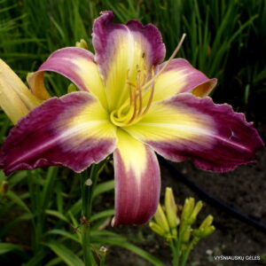 viendienė Jade Parade