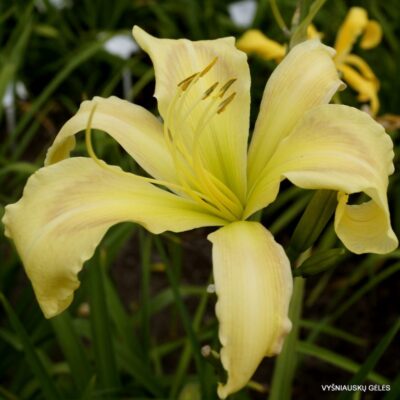 viendienė Jealous Dream (2)