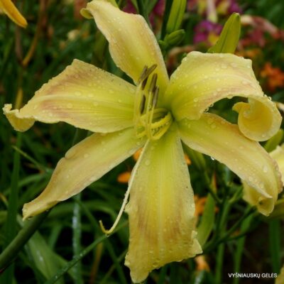 viendienė Jealous Dream