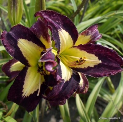 viendienė Jumping Jack