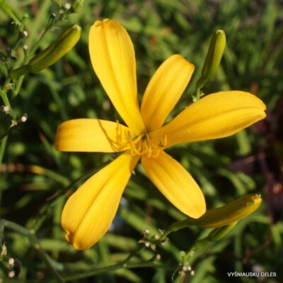 viendienė Keulenfalter (2)