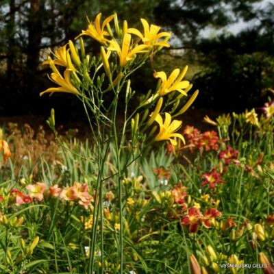 viendienė Keulenfalter