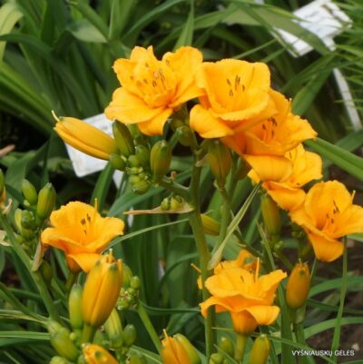 viendienė Knickknack (2)