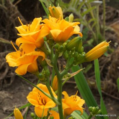 viendienė Knickknack